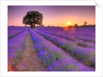Lavender field at sunset by Assaf Frank